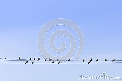 Flock of Pigeons on Power Wires Stock Photo