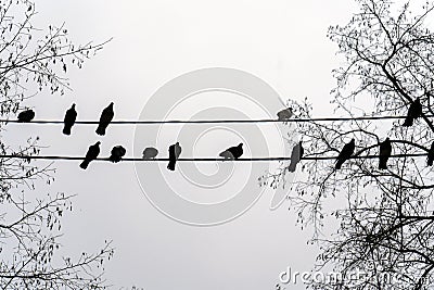A flock of pigeons sitting on a power line wire in winter during fog. Birds on a wire like notes on a stave Stock Photo