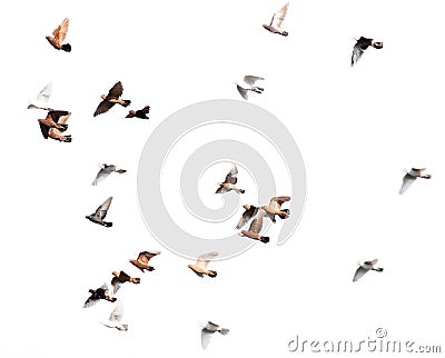 Flock of pigeons on a white background Stock Photo