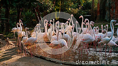 Flock of Pink Caribbean flamingos with white feathers gather in serene pond Stock Photo