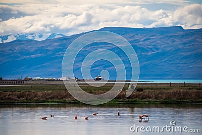 Flock of pink flamingos against the backdrop of mountains. Shevelev. Stock Photo