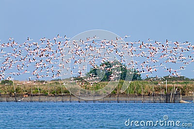 Flock of pink flamingos.Po river lagoon Stock Photo
