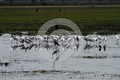 Flock of Preening Spoonbills Stock Photo
