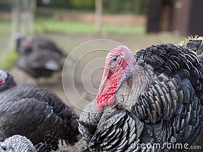 A flock or rafter of turkey's with a big red wattle Stock Photo