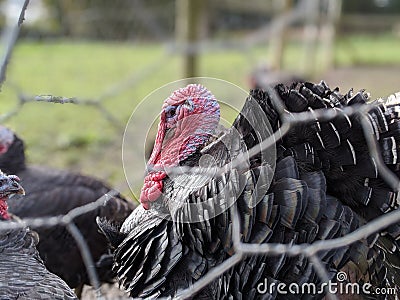 A flock or rafter of turkey's caged behind wire Stock Photo