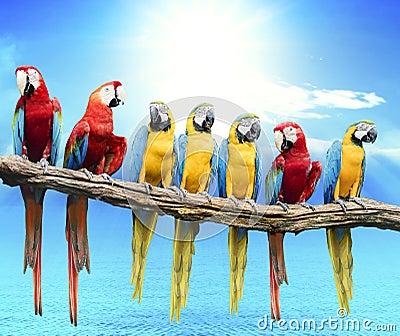 Flock of red and blue yellow macaw purching on dry tree branch i Stock Photo