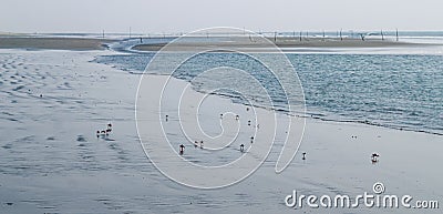 A flock of Red land crab or Fire-Red crab on beach. Red ghost crabs at Sonadia Island, Kutubjom Union, Bangladesh. Stock Photo