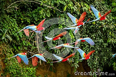 Flock of red parrot in flight. Macaw flying, green vegetation in background. Red and green Macaw in tropical forest, Peru Stock Photo