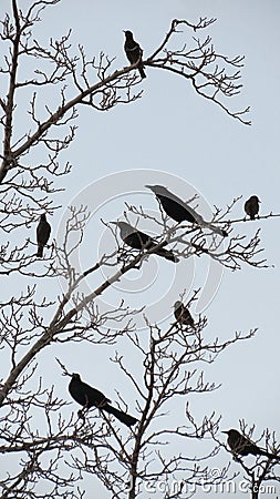 Redwing Black Birds - Silhouette Stock Photo