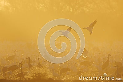 Flock of Sandhill Cranes and Geese Stock Photo