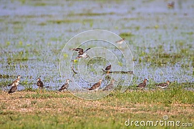 A flock of Sandpiper in wet land Stock Photo