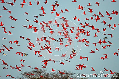 Flock of Scarlet Ibis. The birds dormitory. Stock Photo