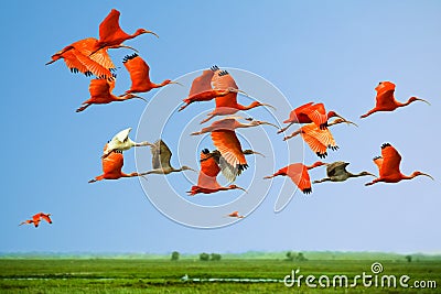 Flock of scarlet and white ibises in flight above green meadow with blue sky background (flying birds) Stock Photo