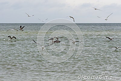 Flock of seagulls and brown pelican Stock Photo