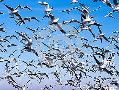 A flock of seagulls Stock Photo
