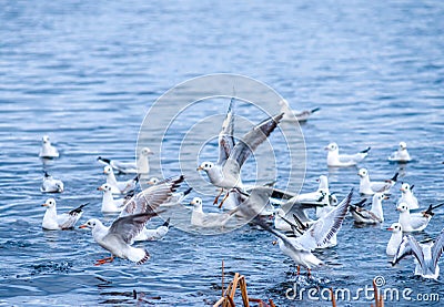 A flock of seagulls fighting over a fish on water Stock Photo