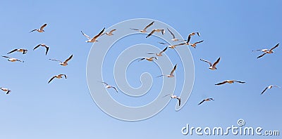 A flock of seagulls in flight Stock Photo