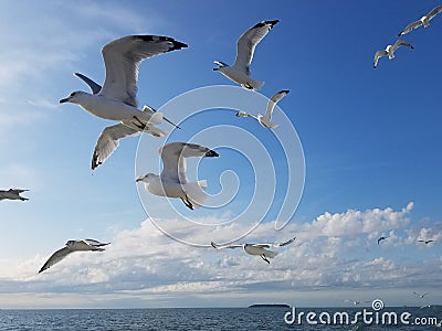 A flock of seagulls in flight Stock Photo