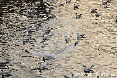 Flock of seagulls floating on the sea Science name is Charadriiformes Laridae . Selective focus and shallow depth of field. Stock Photo