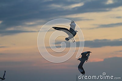 Flock of seagulls flying around in the evening at sunset. Stock Photo