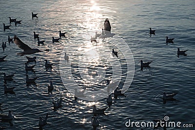 Flock of Seagulls flying and floating on tropical sea in evening at Gulf of Thailand, Bang Pu recreation centre Stock Photo