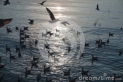 Flock of Seagulls flying and floating on tropical sea in evening at Gulf of Thailand, Bang Pu recreation centre Stock Photo