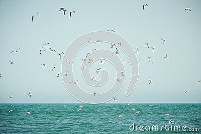 Flock of seagulls flying over water of the irish sea. Stock Photo