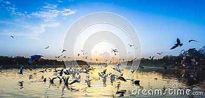 Flock of seagulls flying Stock Photo