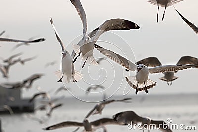 Flock of seagulls flying in the sky Science name is Charadriiformes Laridae . Selective focus and shallow depth of field. Stock Photo