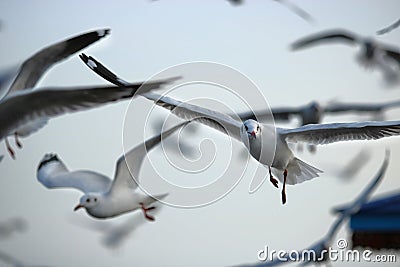 Flock of seagulls flying in the sky Science name is Charadriiformes Laridae . Selective focus and shallow depth of field. Stock Photo