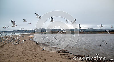 Flock of Seagulls [Laridae] in flight at McGrath state park marsh estuary nature preserve - Santa Clara river - Ventura USA Stock Photo