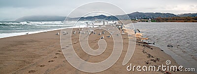 Flock of Seagulls [Laridae] in flight at McGrath state park marsh estuary nature preserve - Santa Clara river - Ventura USA Stock Photo