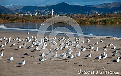 Flock of Seagulls [Laridae] at McGrath state park estuary where the Santa Clara river meets the Pacific at Ventura California USA Stock Photo