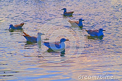 A flock of seagulls in fish pond of Maayan Zvi in northwestern Israel Stock Photo