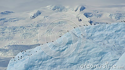 Flock of seagulls resting on an iceberg Stock Photo