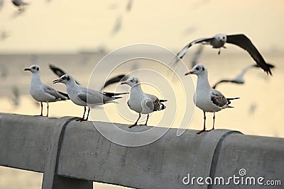 Flock of seagulls standing on stone fence during sunset Science name is Charadriiformes Laridae . Selective focus and shallow d Stock Photo