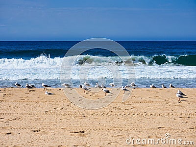 Flock of Seagulls Standing on Yellow Sand pacific Ocean Beach, Australia. Stock Photo