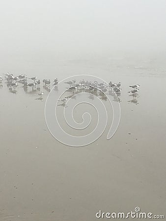 A Flock of Seagulls on the Beach Stock Photo