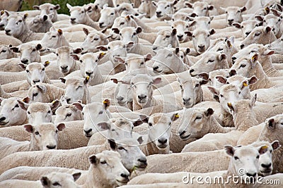 Flock of sheared sheep Stock Photo