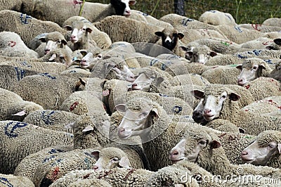 A flock of sheep Stock Photo