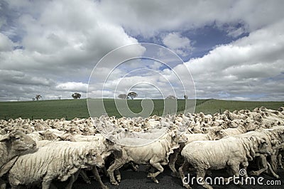 Flock of sheep Stock Photo