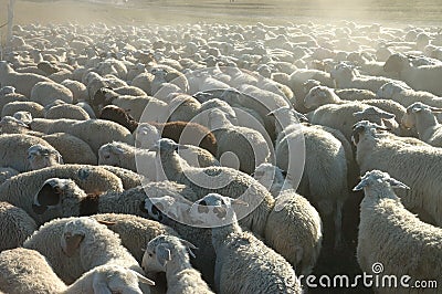 Flock of sheep Stock Photo