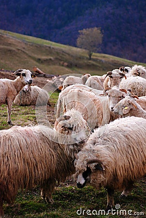 Flock of Sheep Stock Photo
