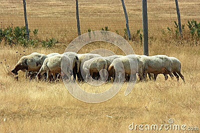 Flock of sheep Stock Photo