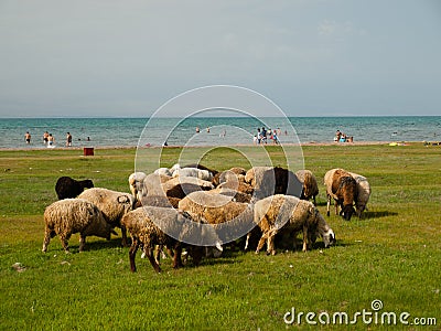 A flock of sheep on the beach Stock Photo