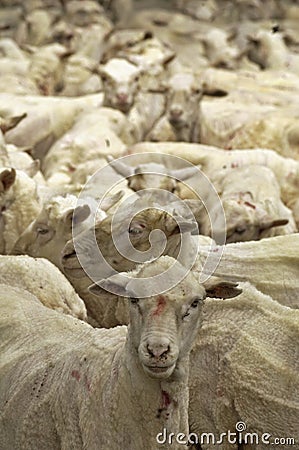 A flock of sheep after being sheared to remove their heavy woolen fleeces. Stock Photo