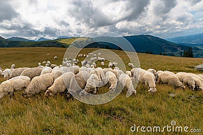 Flock of sheep Stock Photo