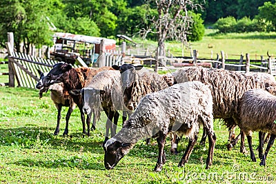 Flock of sheep at countryside farm grazing in field Stock Photo