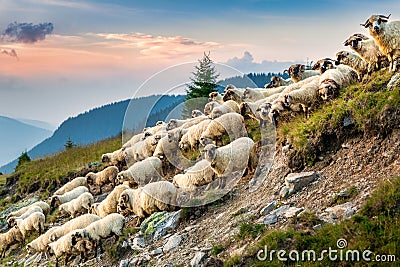 Flock of sheep descend slopes in the Carpathian mountains Stock Photo