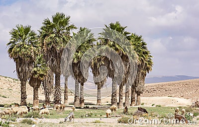 Flock of Sheep in a Desert Oasis Near Arad Israel Stock Photo